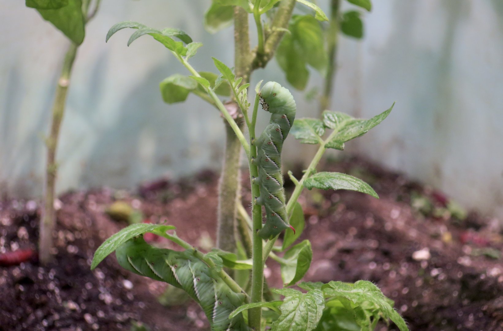 Tobacco Hornworm (Manduca sexta)
