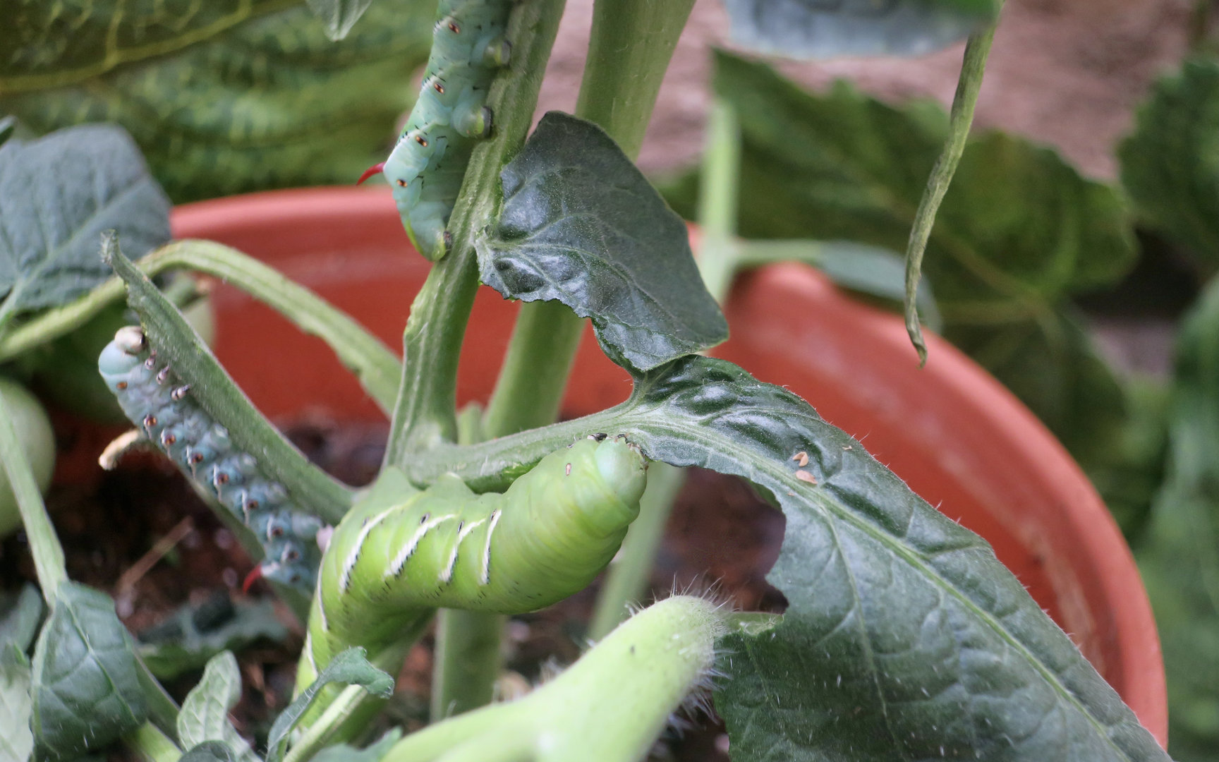 Tobacco Hornworm (Manduca sexta)