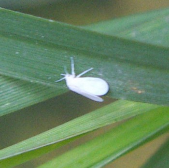 Tobacco Whitefly (Bemisia tabaci)