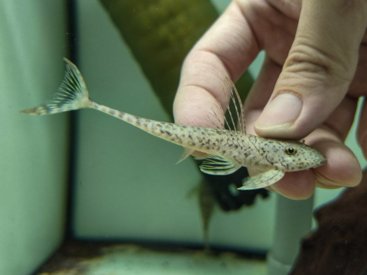 Tocantins Hook-fin Pleco (Harttia punctata)