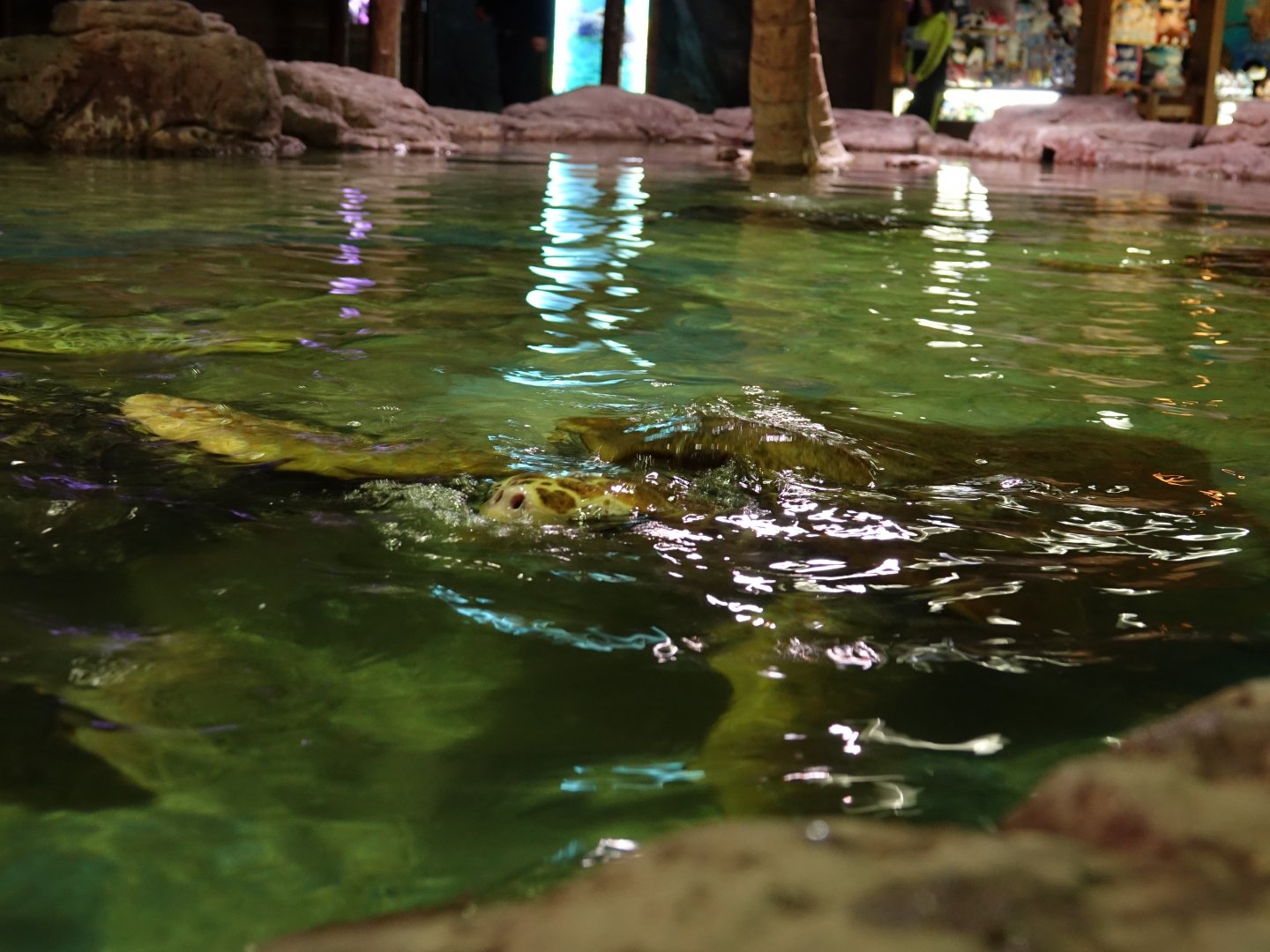 Tochpool with sea turtels - 16.04.2018