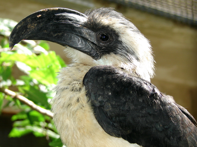 Tockus deckeni / Von der Decken's hornbill (female)