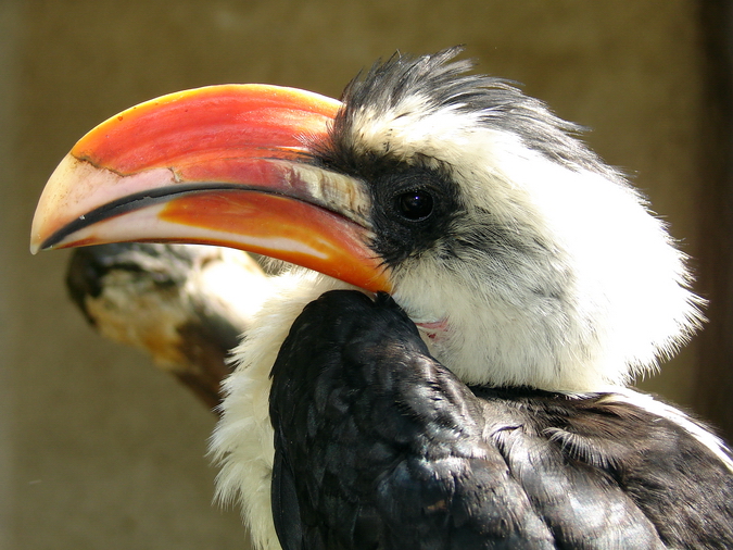 Tockus deckeni / Von der Decken's hornbill (male)