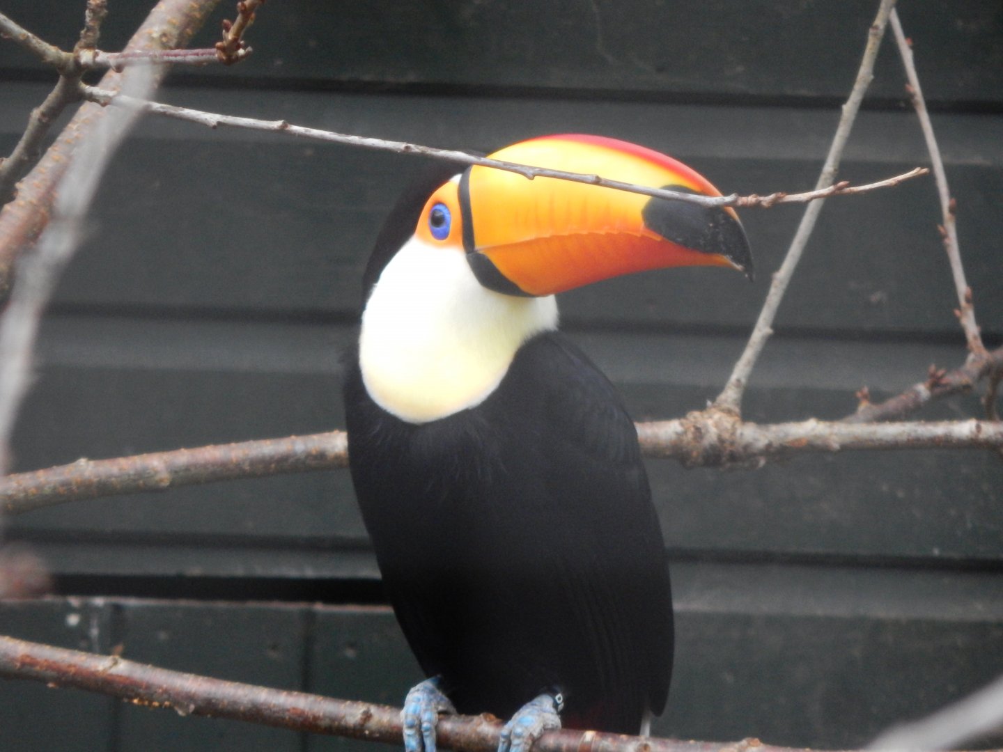 Toco toucan 050224