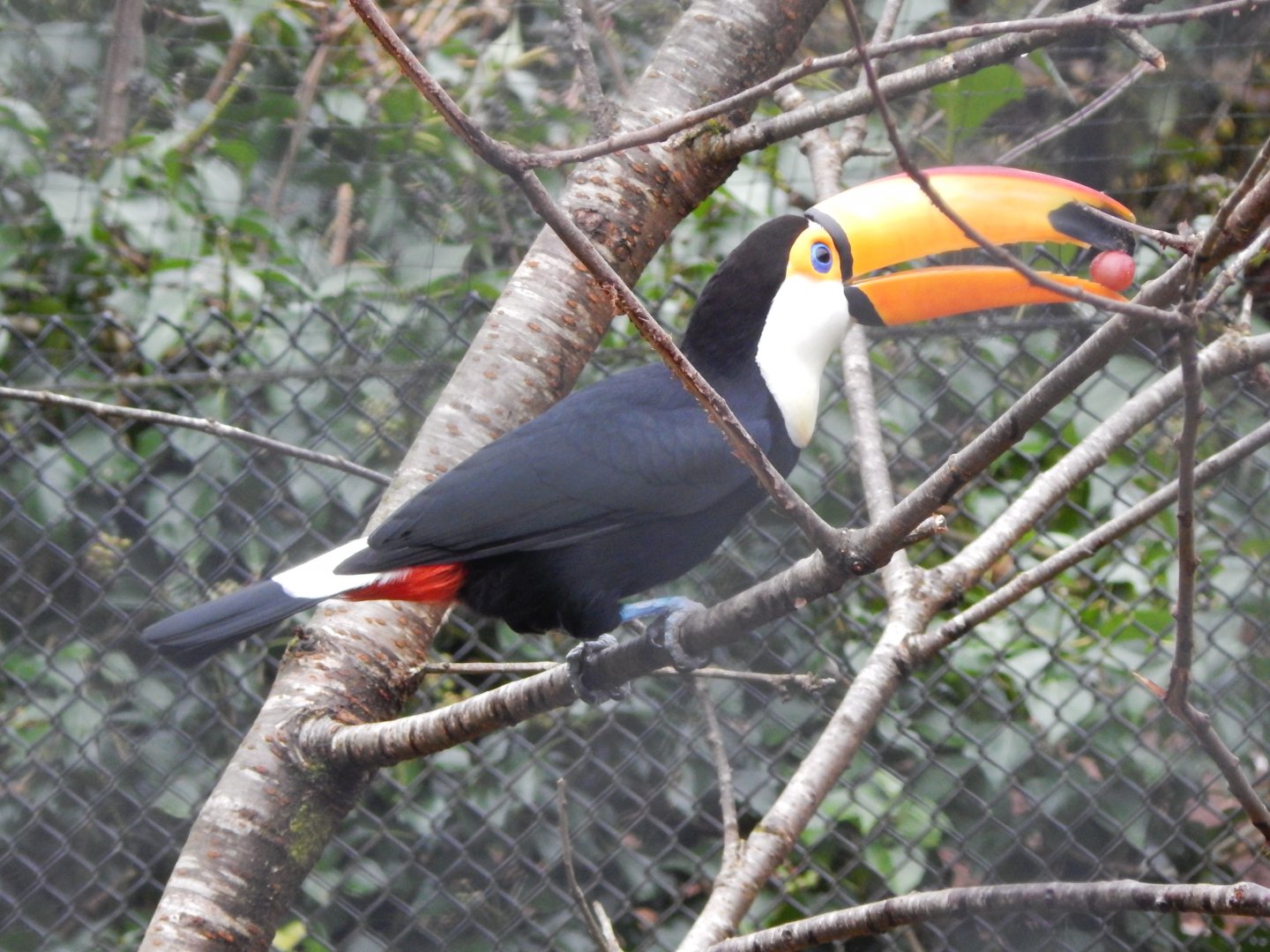 Toco toucan 050224