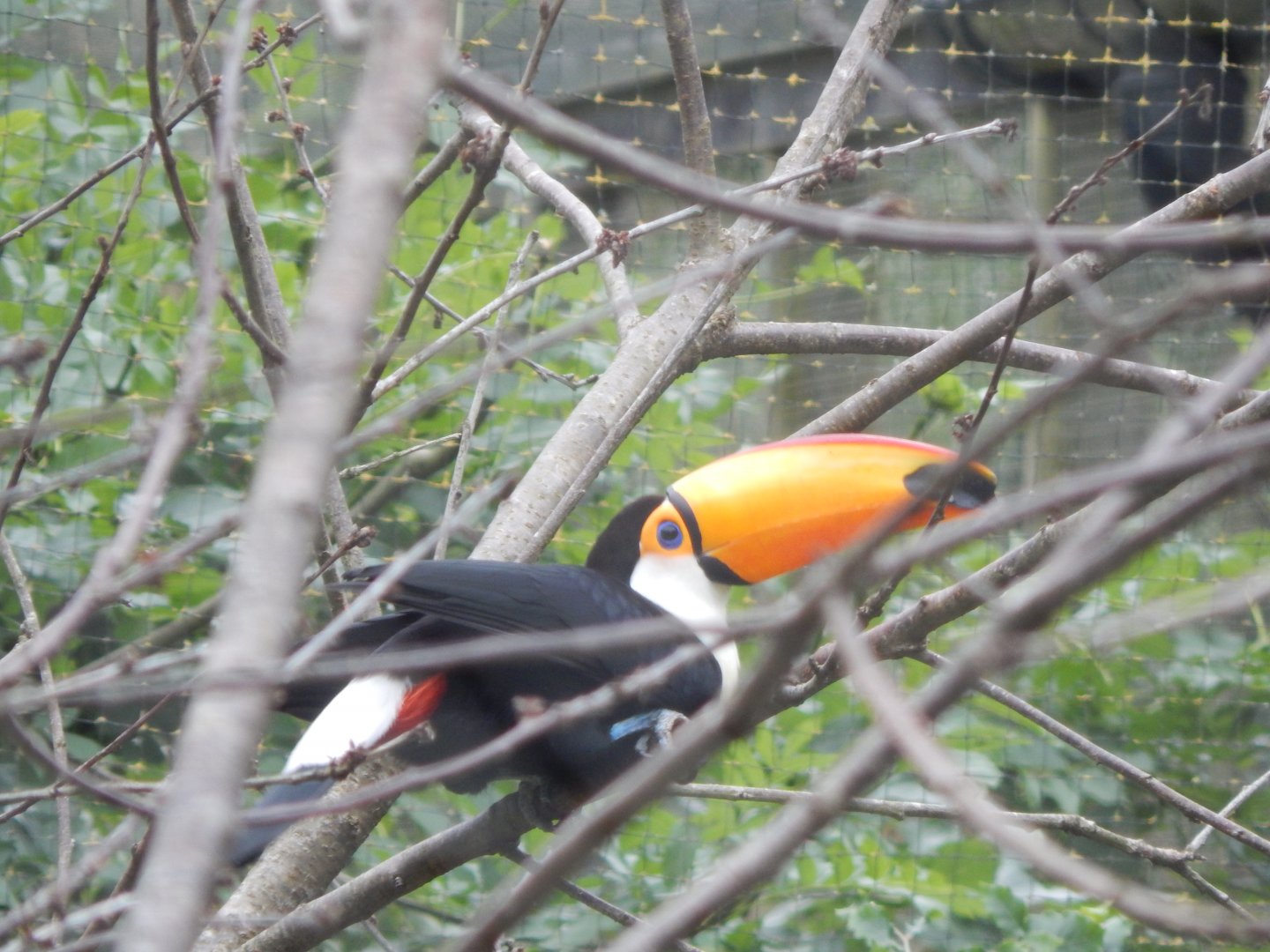 Toco toucan 130624