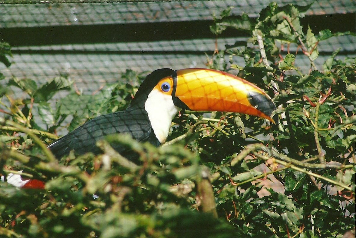 Toco Toucan 13th September 2012