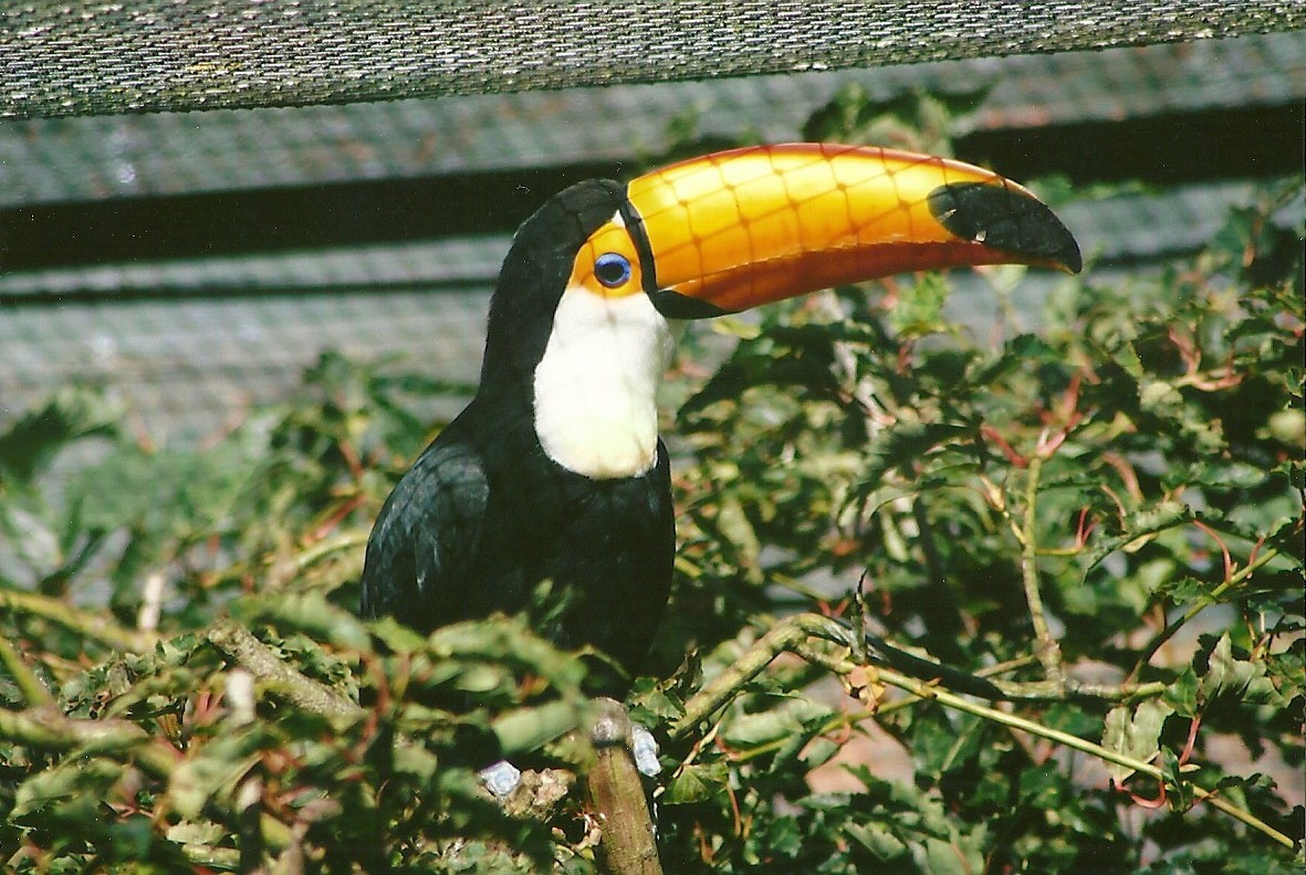 Toco Toucan 13th September 2012