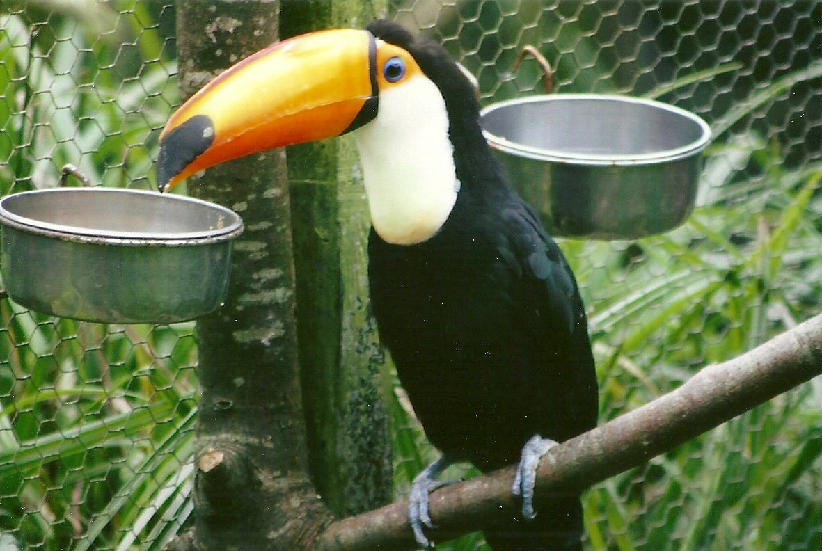 Toco Toucan 13th September 2012