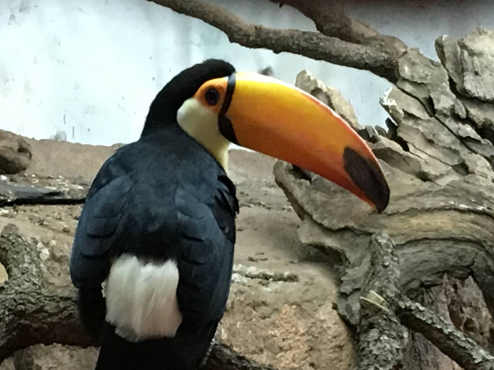 Toco Toucan 140216