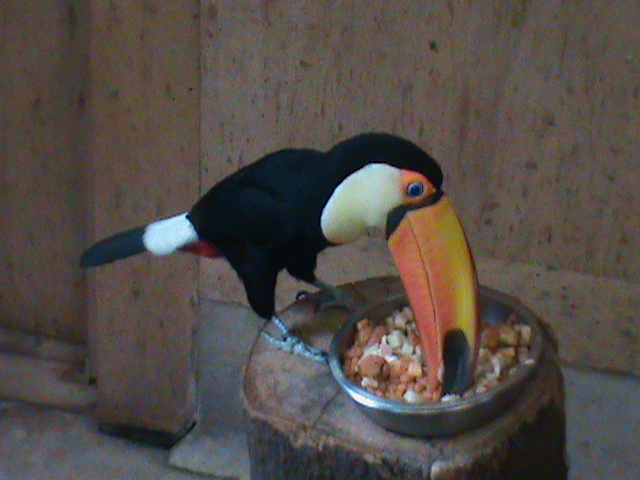 toco toucan 200212