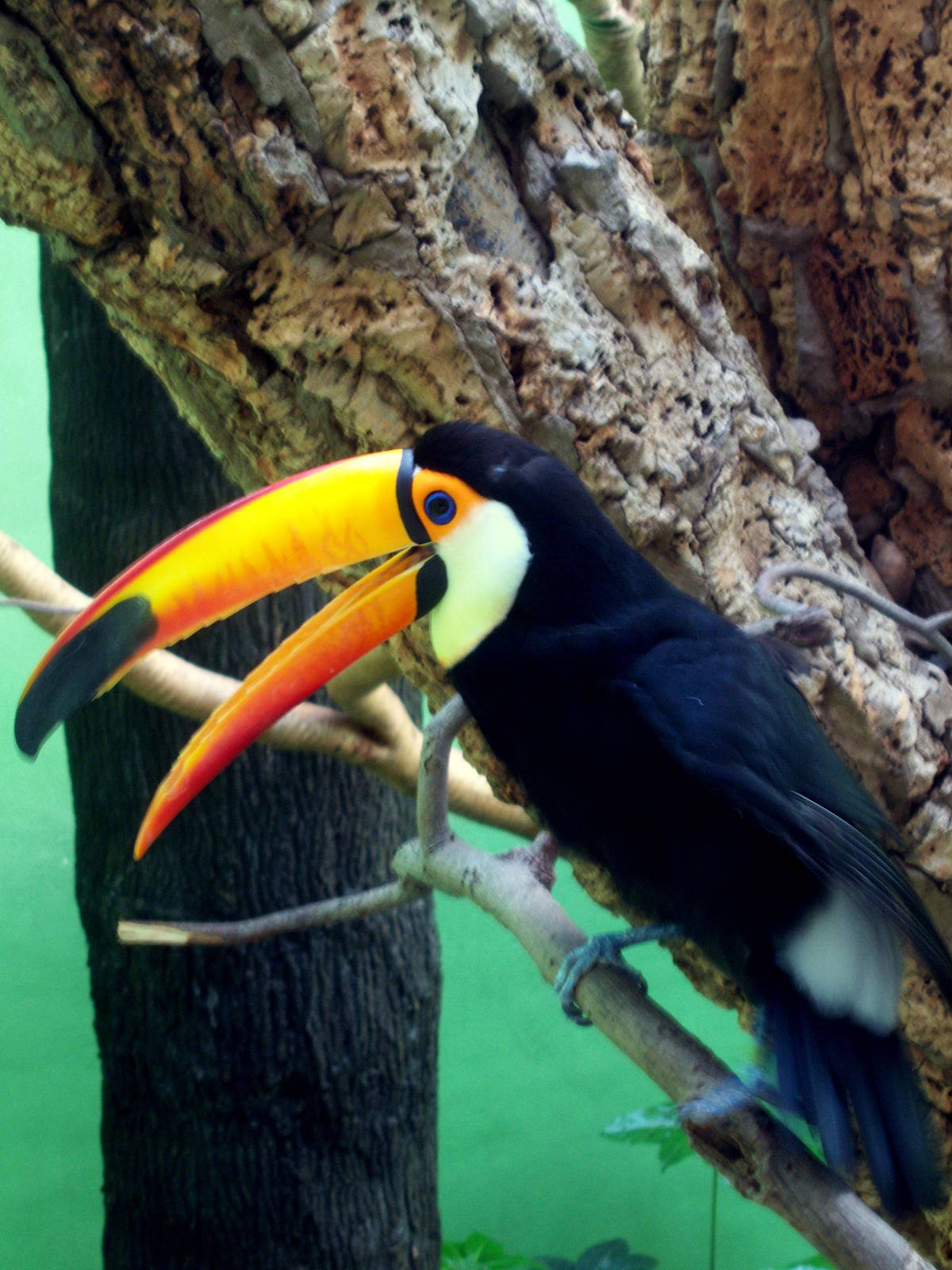 Toco Toucan - 2008