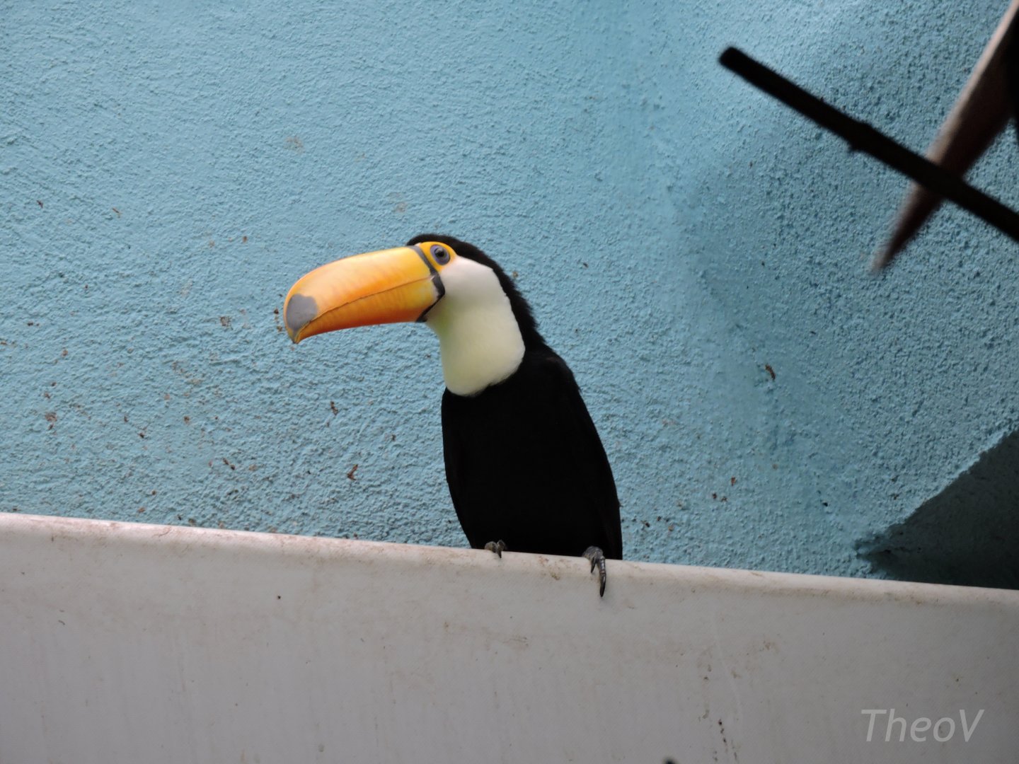 Toco toucan [2015]