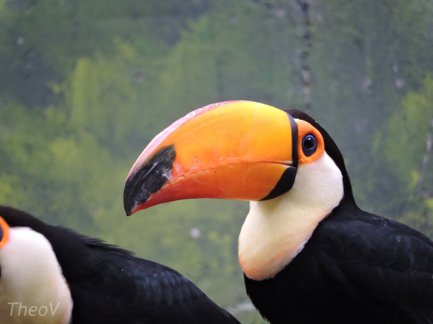 Toco toucan [2016]