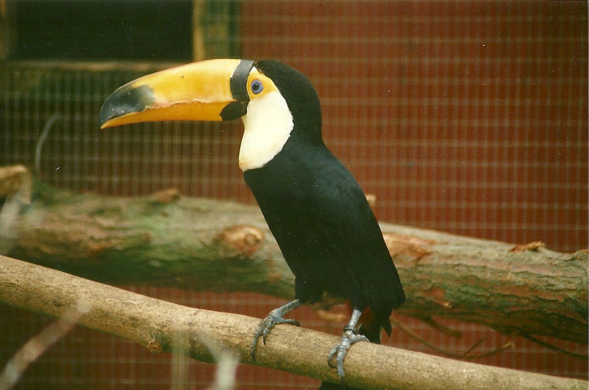 Toco Toucan 24th June 2000