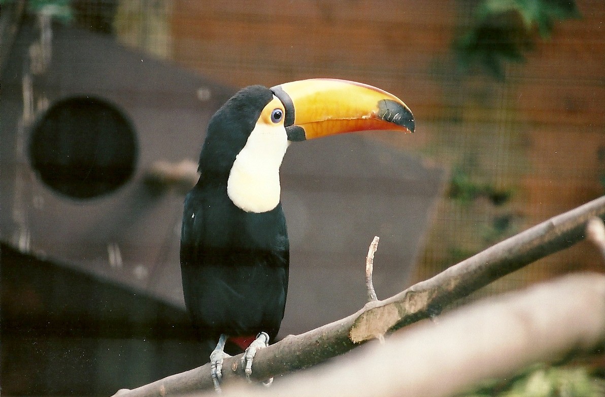 Toco Toucan 25th March 2005
