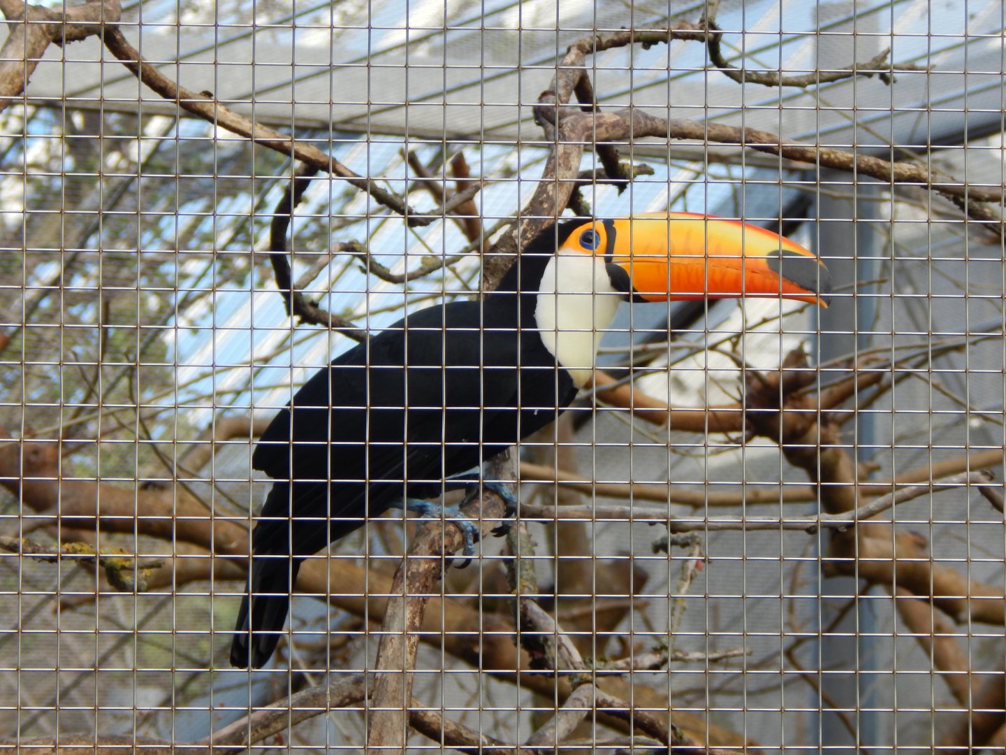 Toco toucan 261124