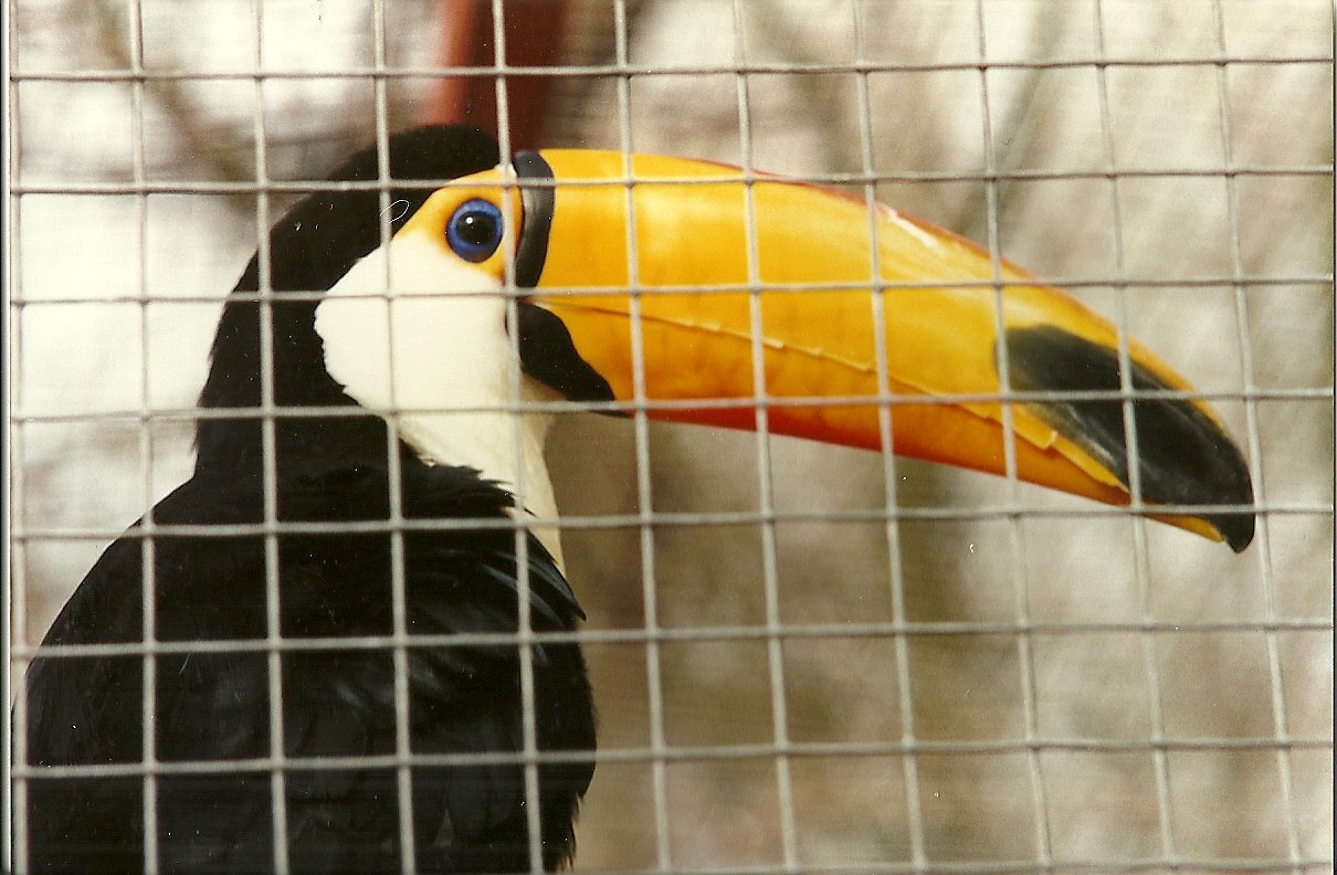 Toco Toucan 4th March 1995