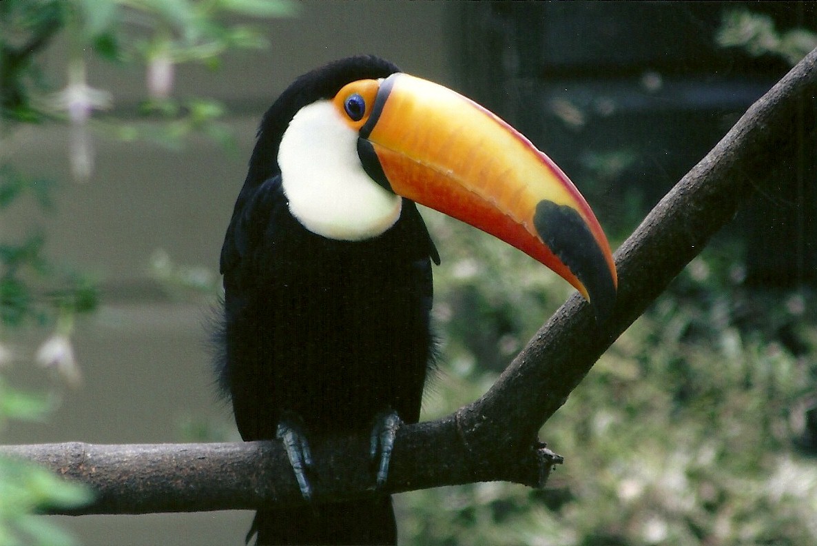 Toco Toucan, 8th September 2011