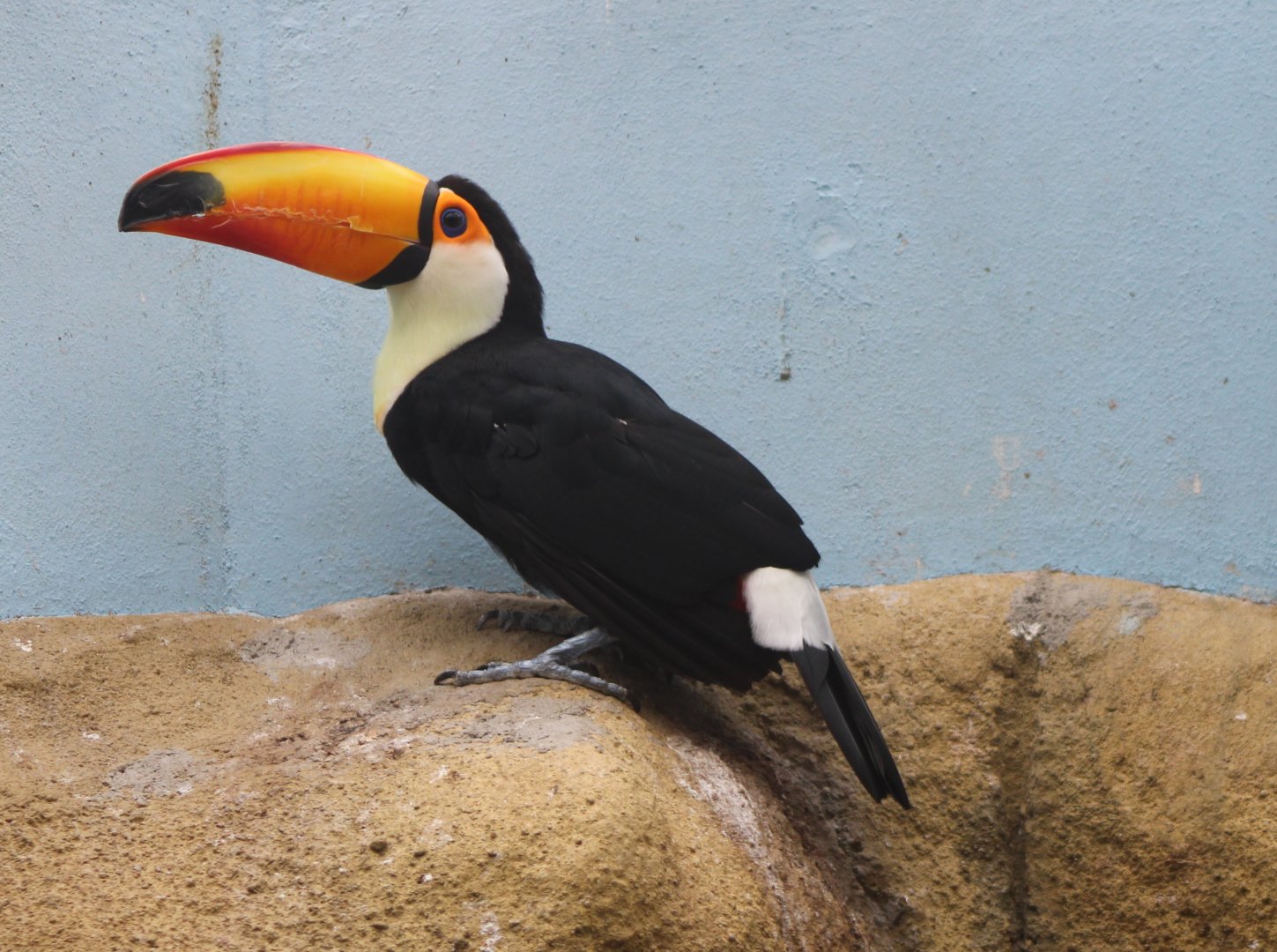 Toco toucan - adult