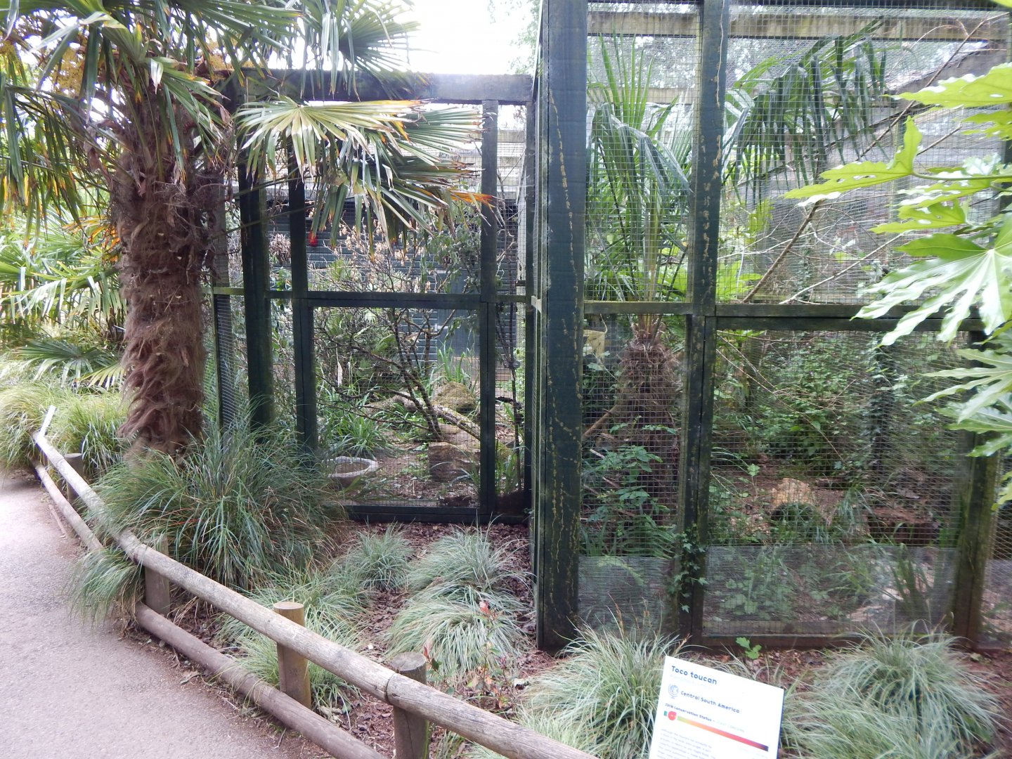 Toco toucan and Kakariki exhibits 130624