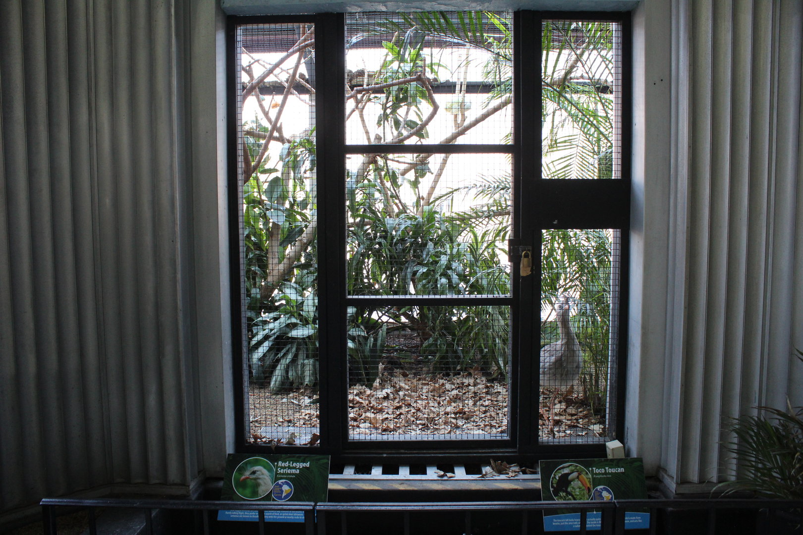 Toco Toucan and Red-legged Seriema Exhibit (Temporary) - Feathers and Scales