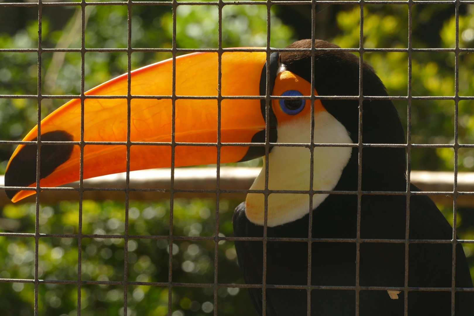 Toco toucan, April 2021