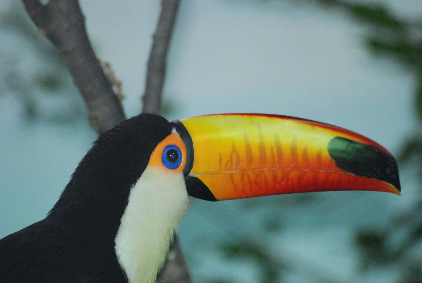 Toco Toucan at Barcelona, 30/05/11