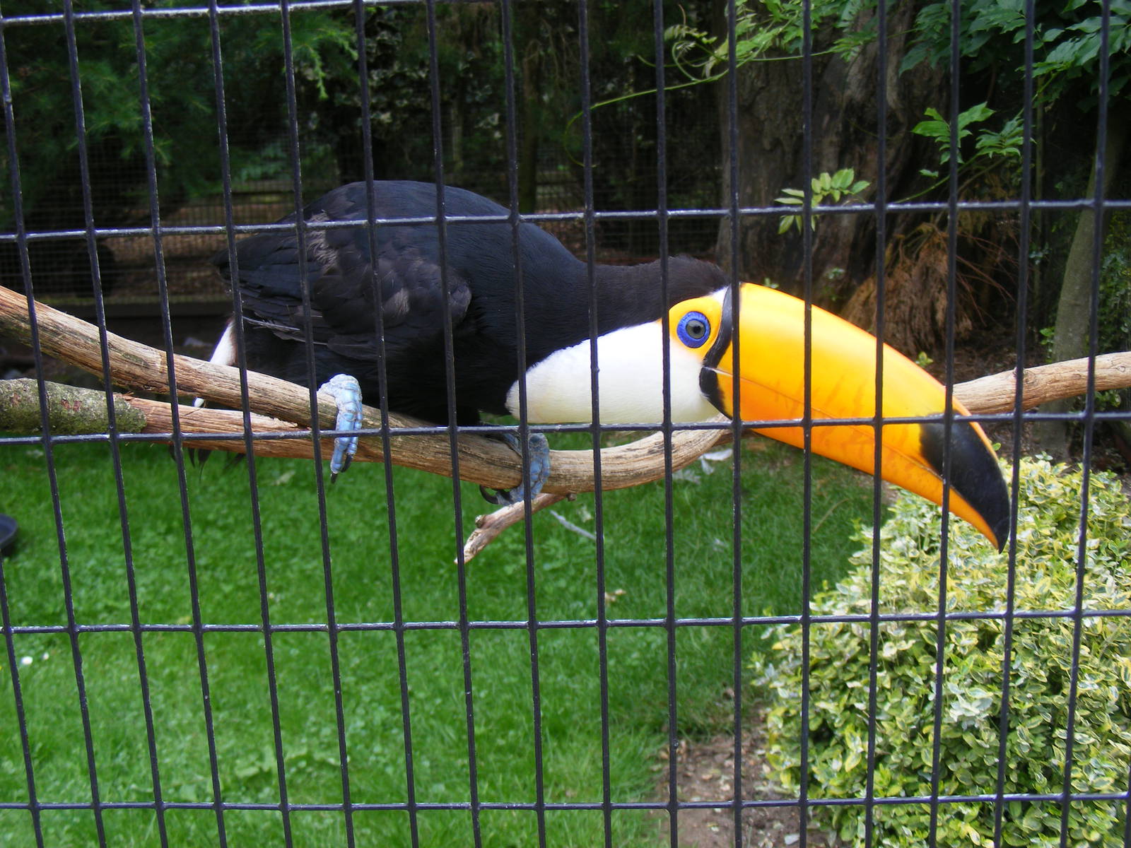 Toco toucan at Birdworld, 1 July 2011