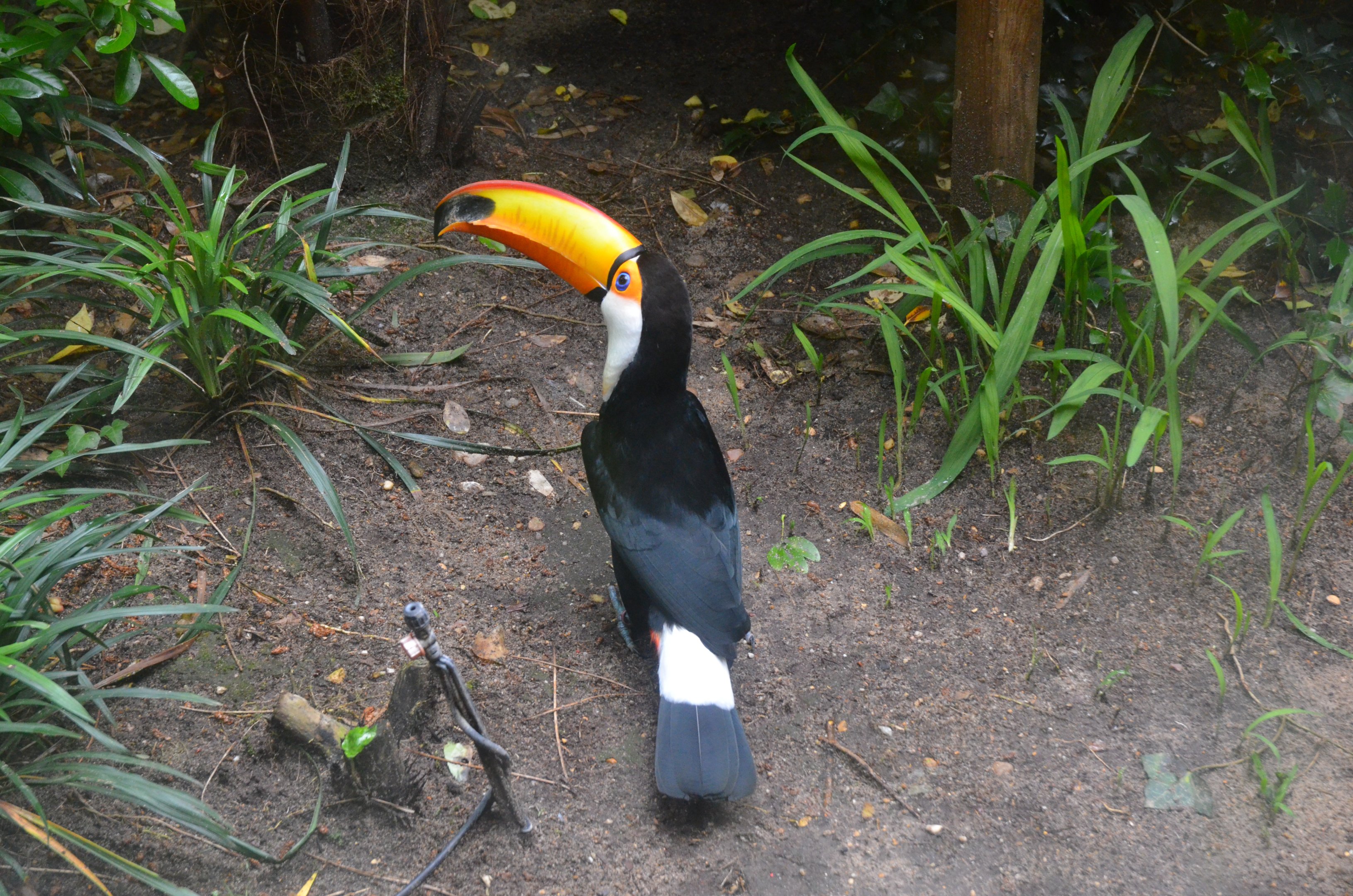 Toco Toucan at La Flèche, 11/06/18