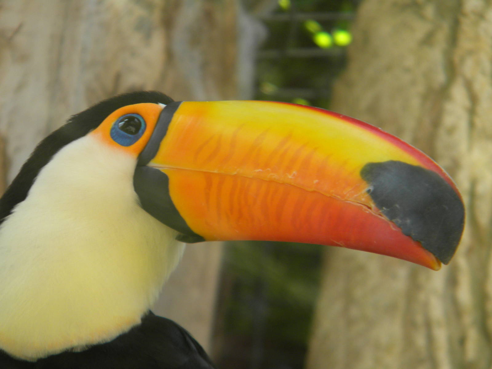 Toco Toucan at Mundo Mar 01/08/11