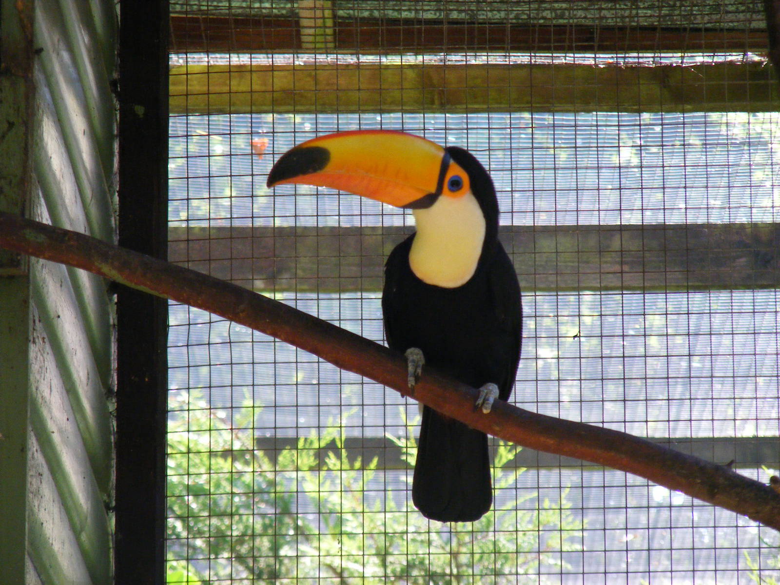 Toco toucan at Paultons Park, 2 October 2011