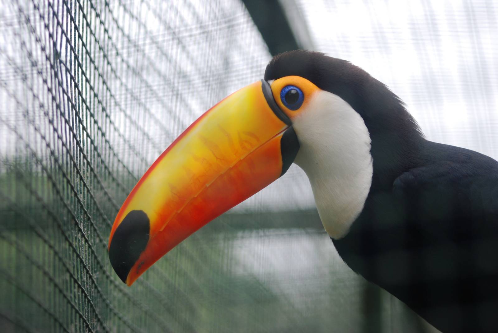 Toco Toucan at Santillana del Mar, 13/06/15