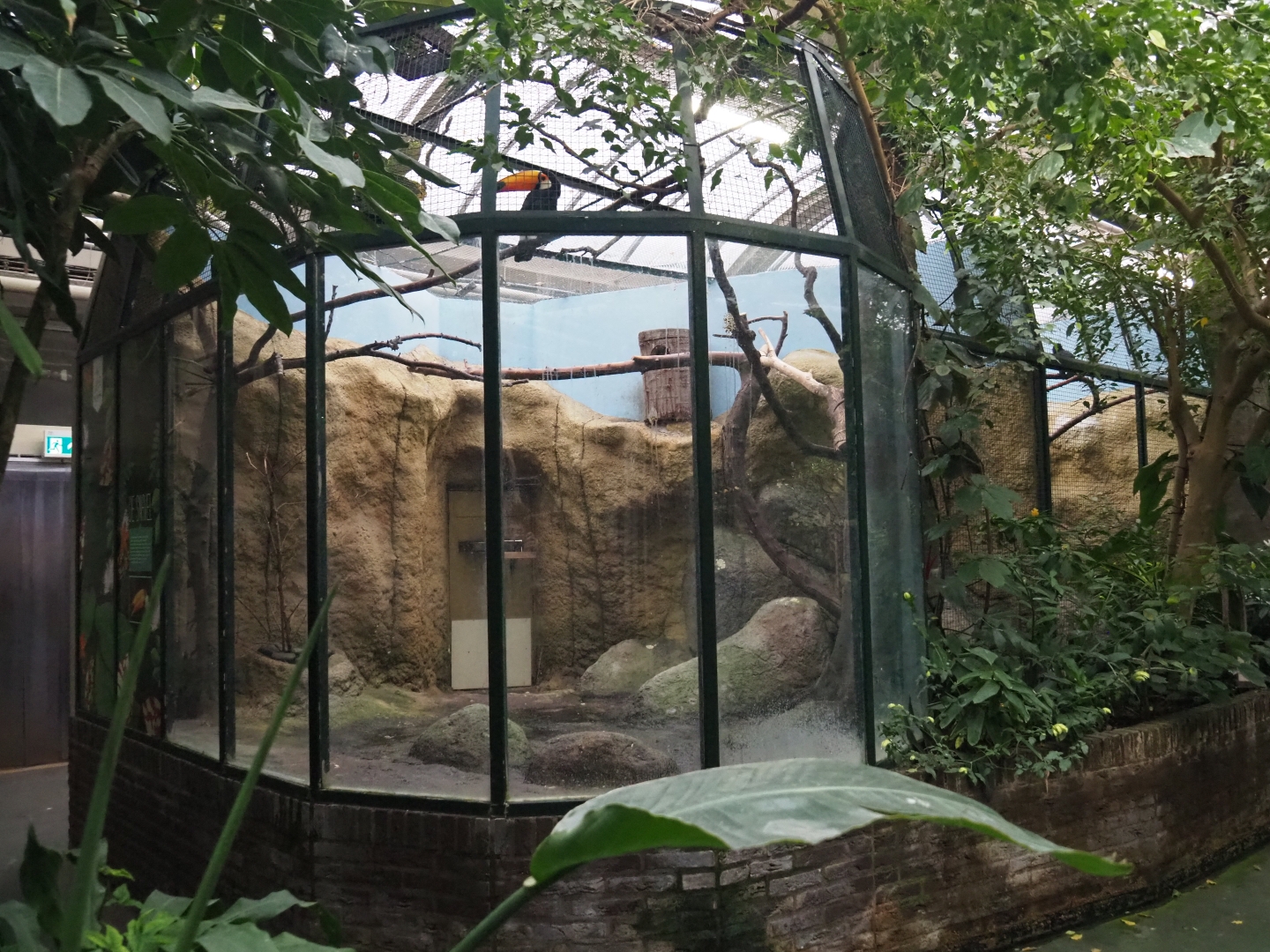 Toco toucan aviaries (Nov 10th, 2018)