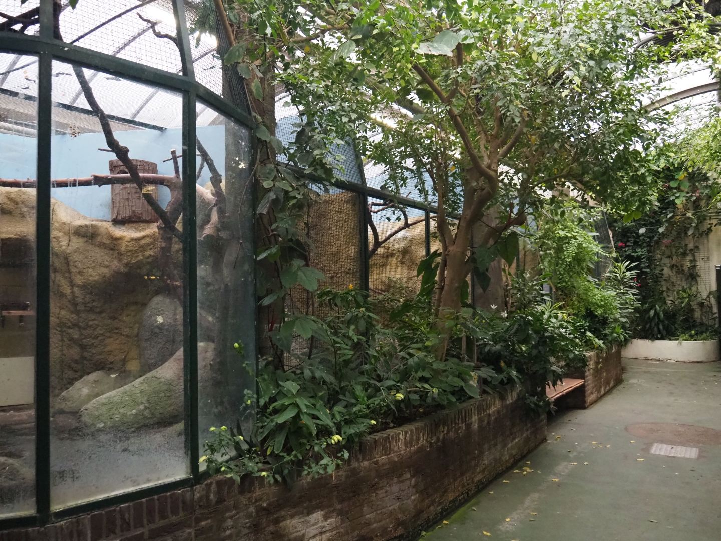 Toco toucan aviaries (Nov 10th, 2018)