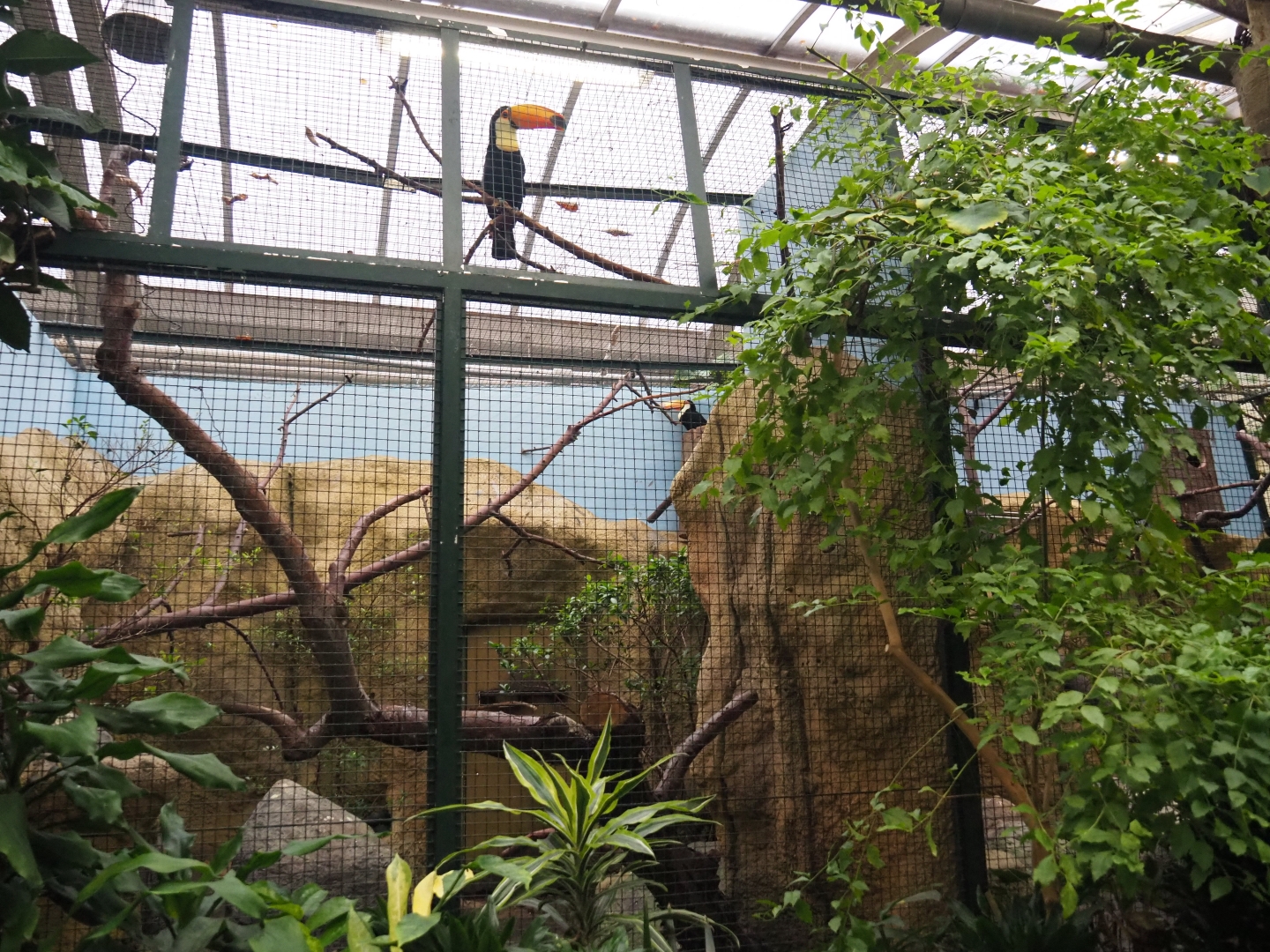 Toco toucan aviaries (Nov 10th, 2018)