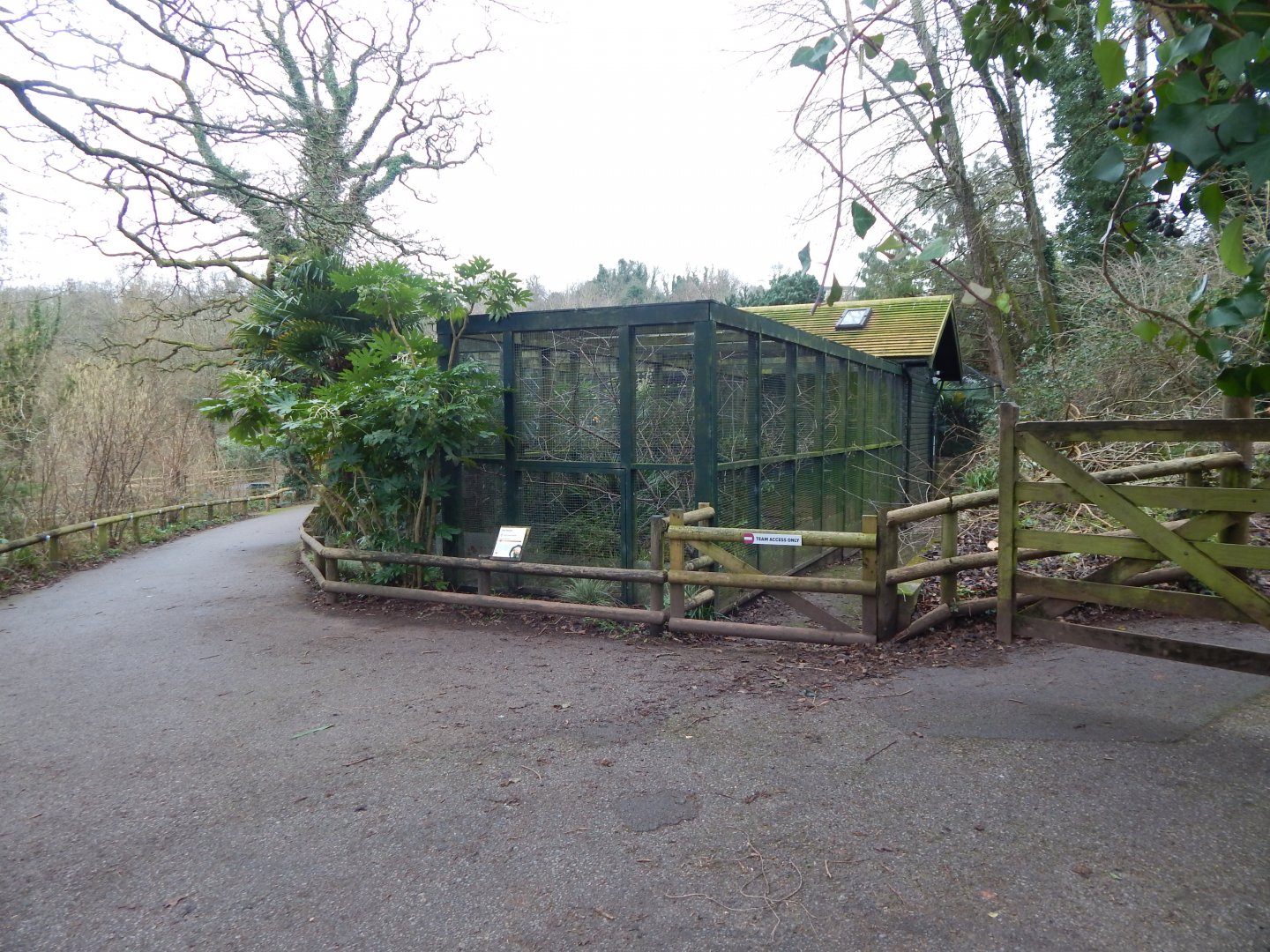 Toco toucan aviary 050224