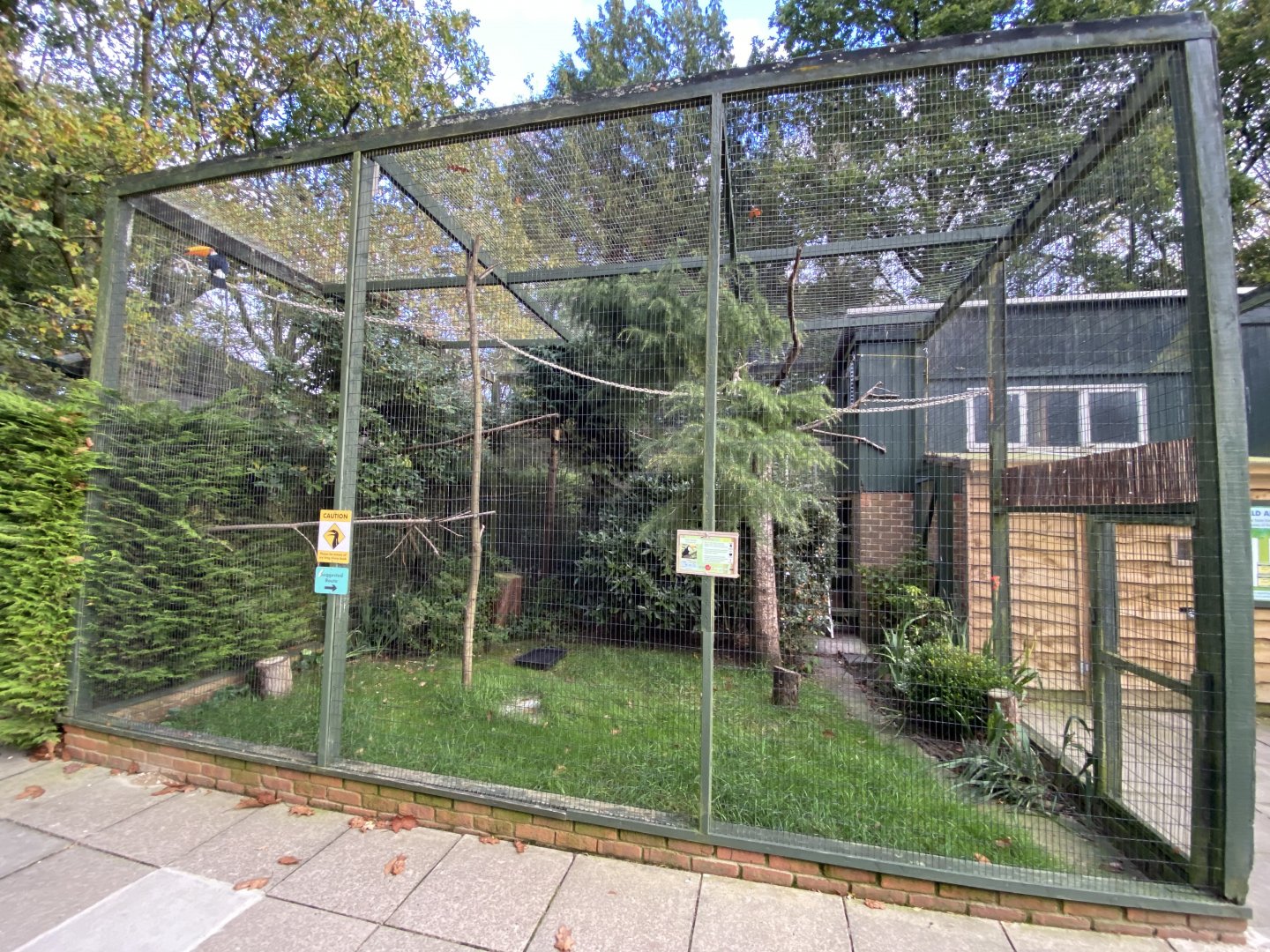 Toco toucan aviary 061121