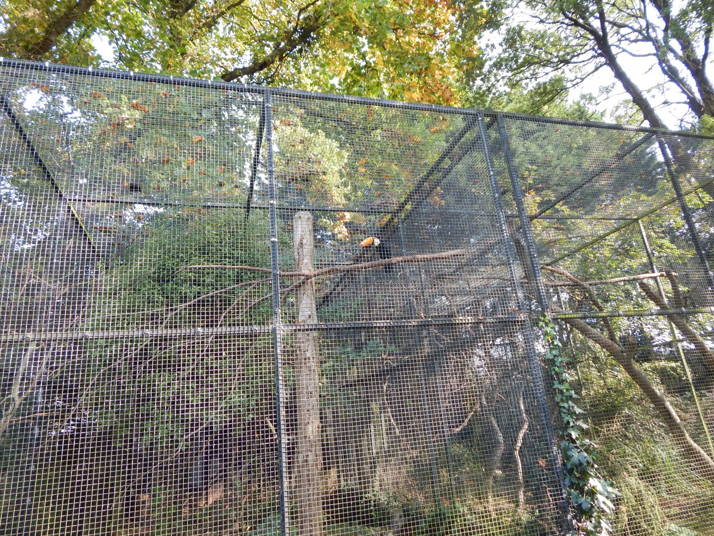 Toco toucan aviary 181020
