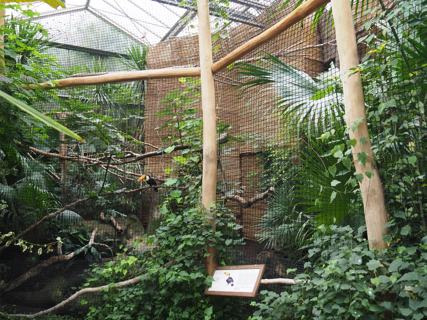 Toco toucan aviary, 2019-10-05