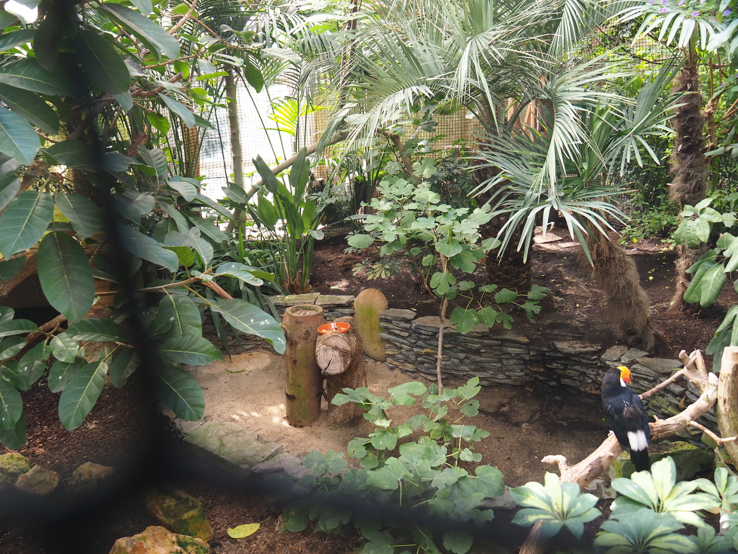 Toco toucan aviary, 2021-09-03