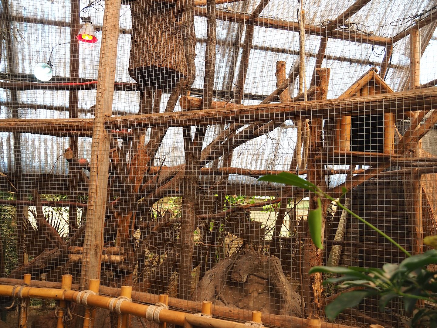 Toco toucan aviary, 2023-05-19