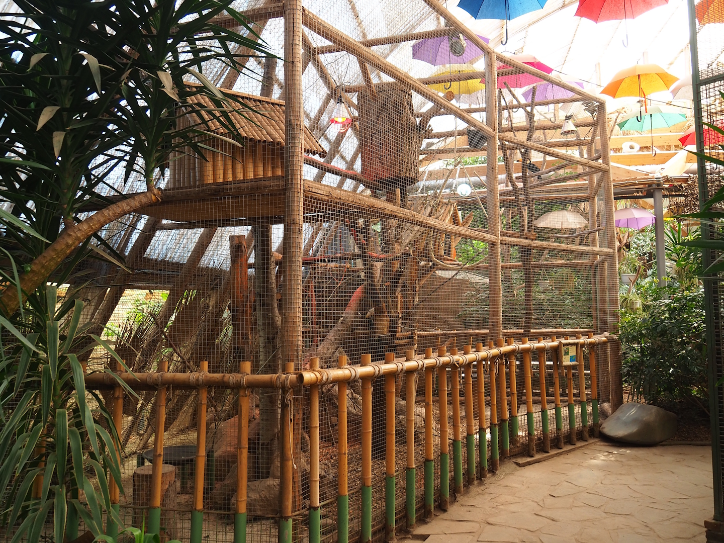 Toco toucan aviary, 2023-05-19