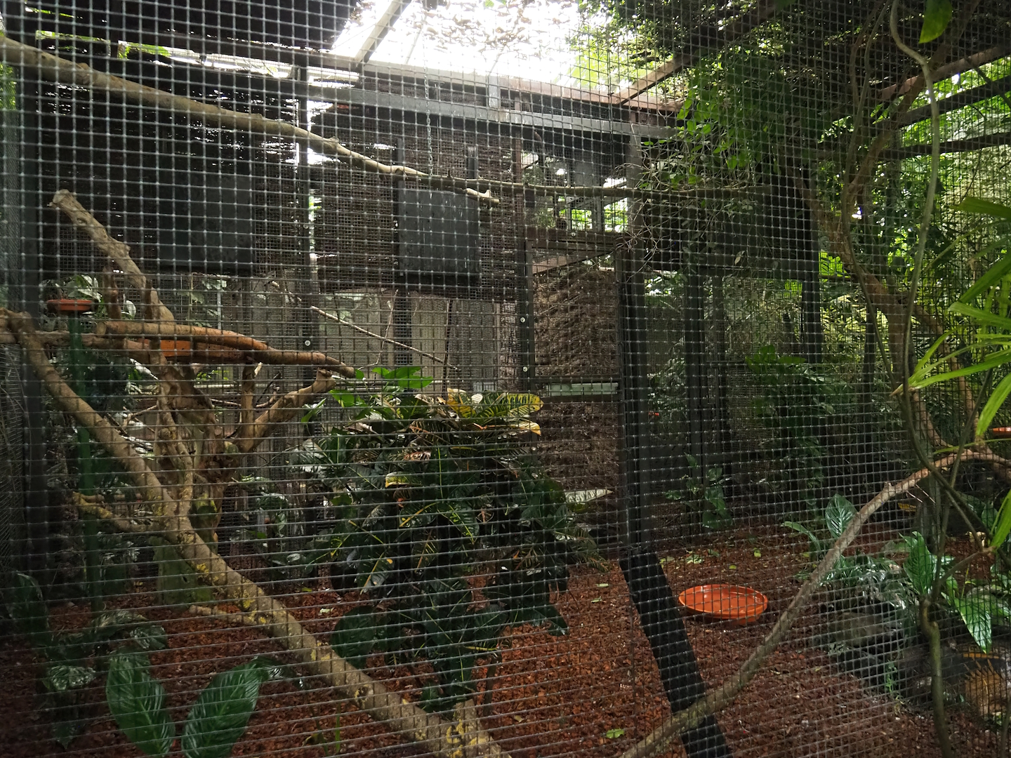 Toco toucan aviary, 2023-10-13