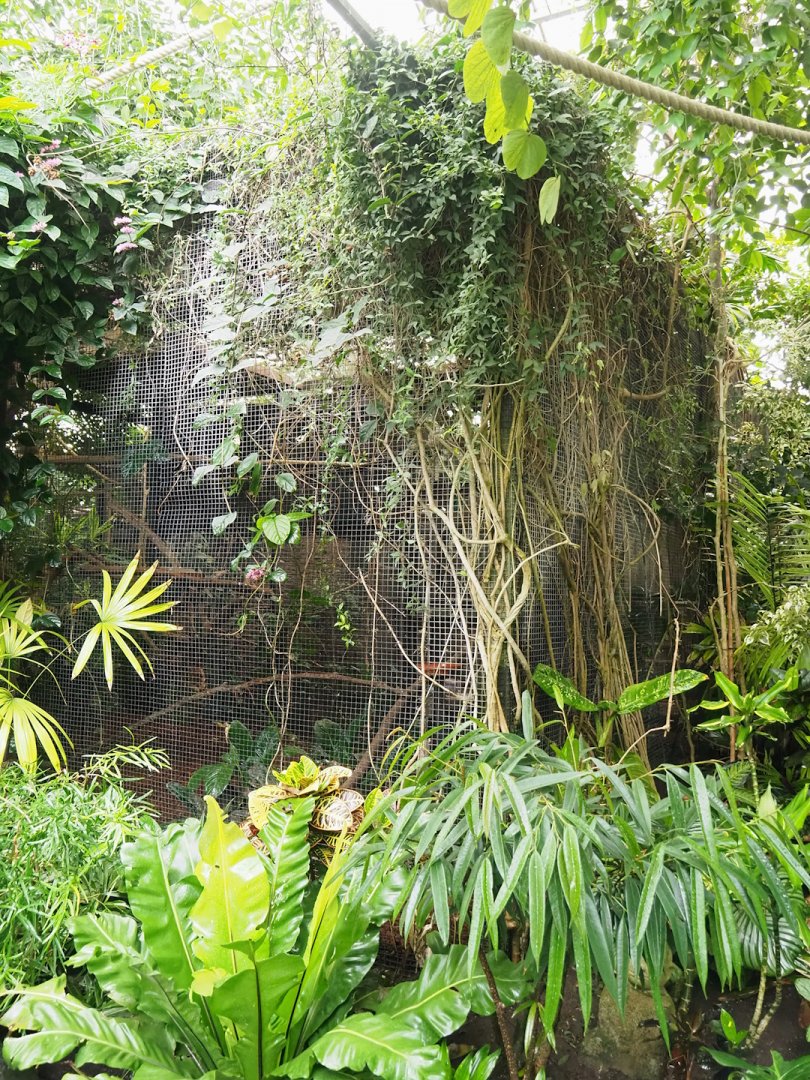 Toco toucan aviary, 2023-10-13