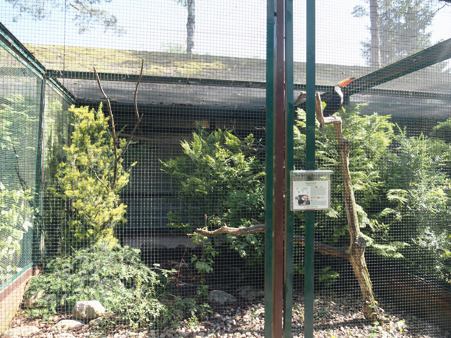 Toco toucan aviary, 2024-05-23