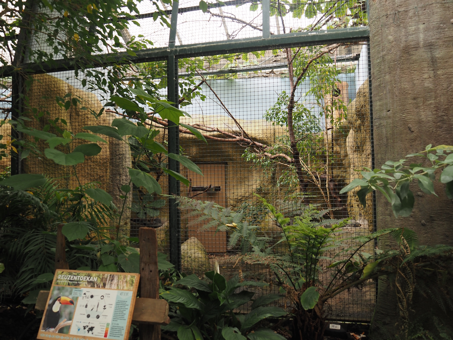 Toco toucan aviary, 2024-06-30