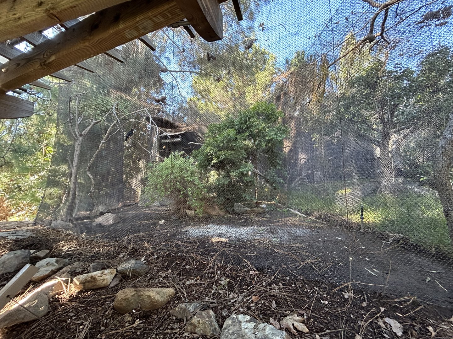 Toco Toucan Aviary - Condor Ridge