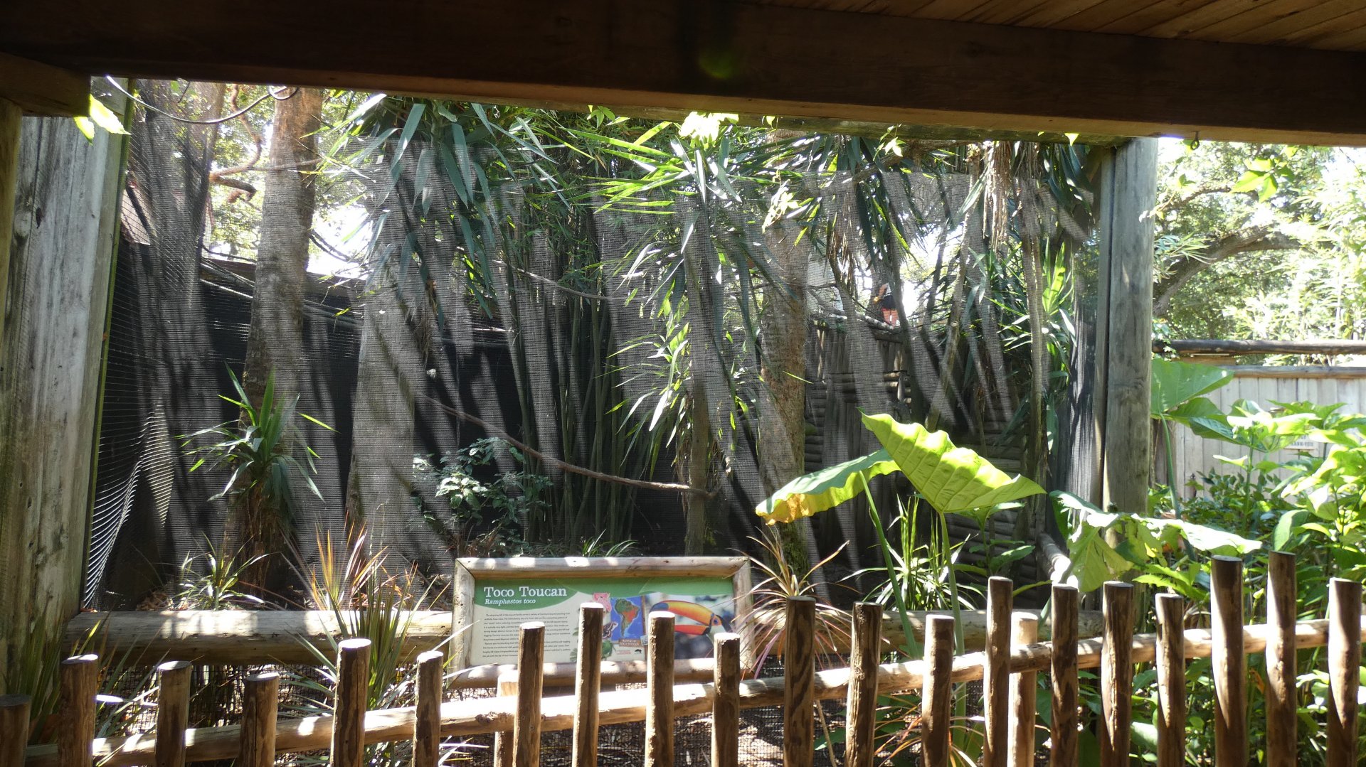 Toco Toucan Aviary - June 2022
