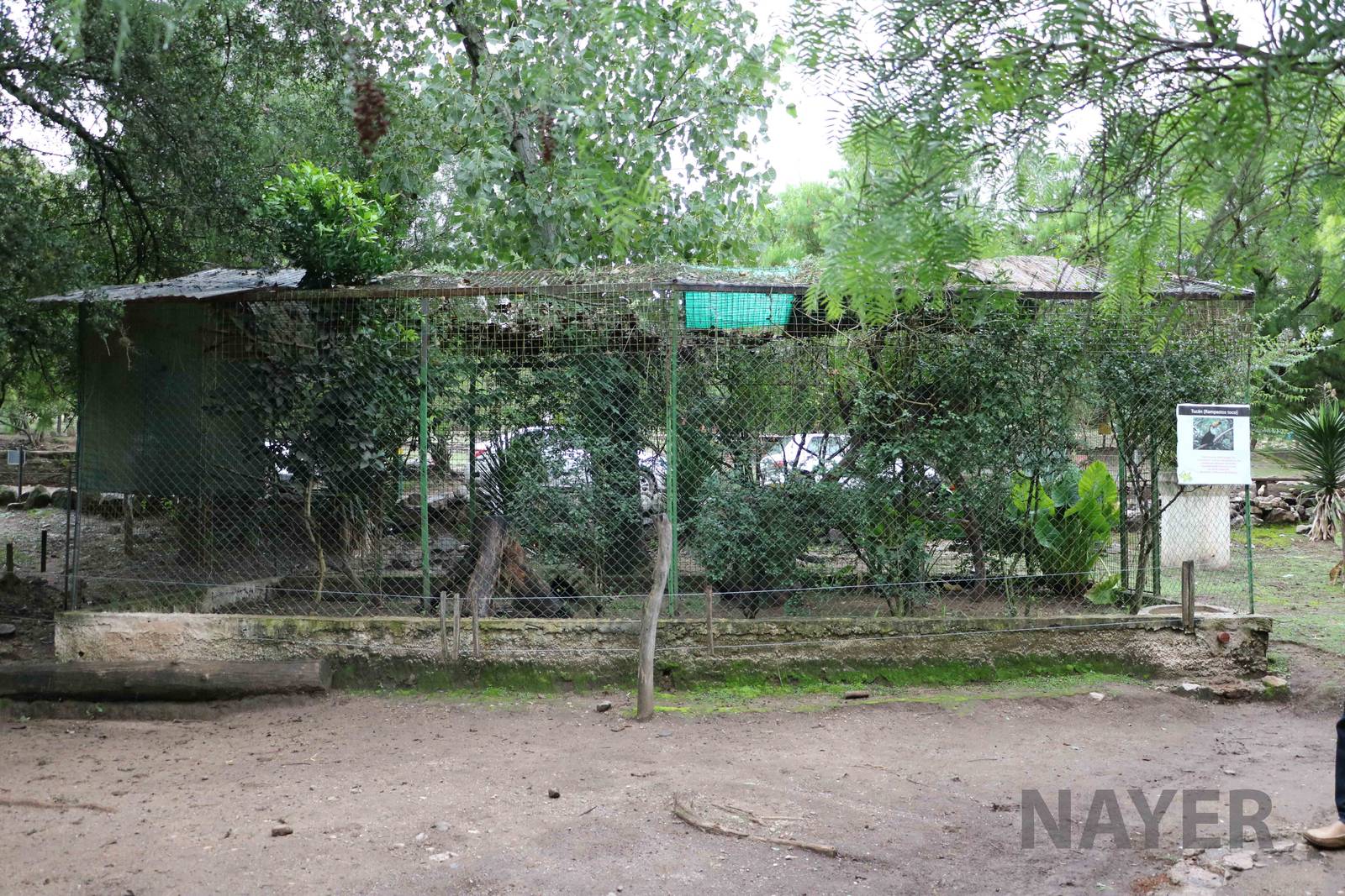 Toco toucan aviary - Tatu Carreta, April 2016.